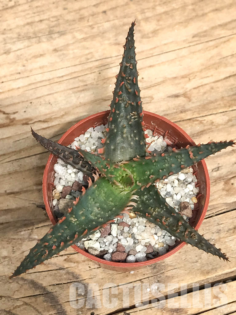 SHPR6264 Aloe hybrid - Image 4