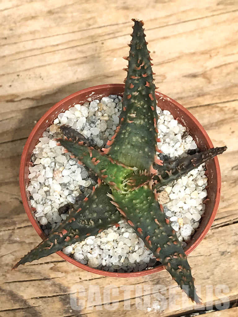 SHPR6264 Aloe hybrid - Image 5