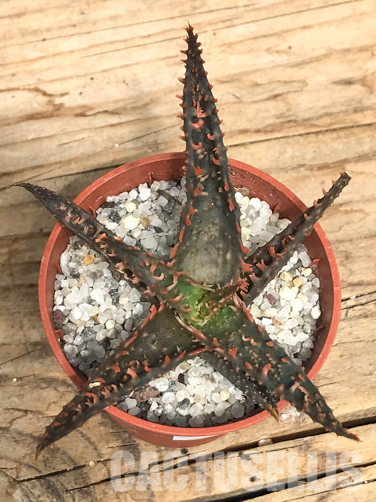 SHPR6264 Aloe hybrid - Image 6