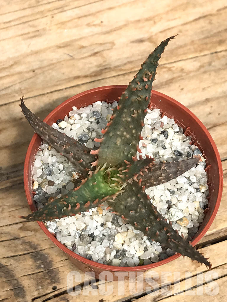 SHPR6264 Aloe hybrid - Image 7