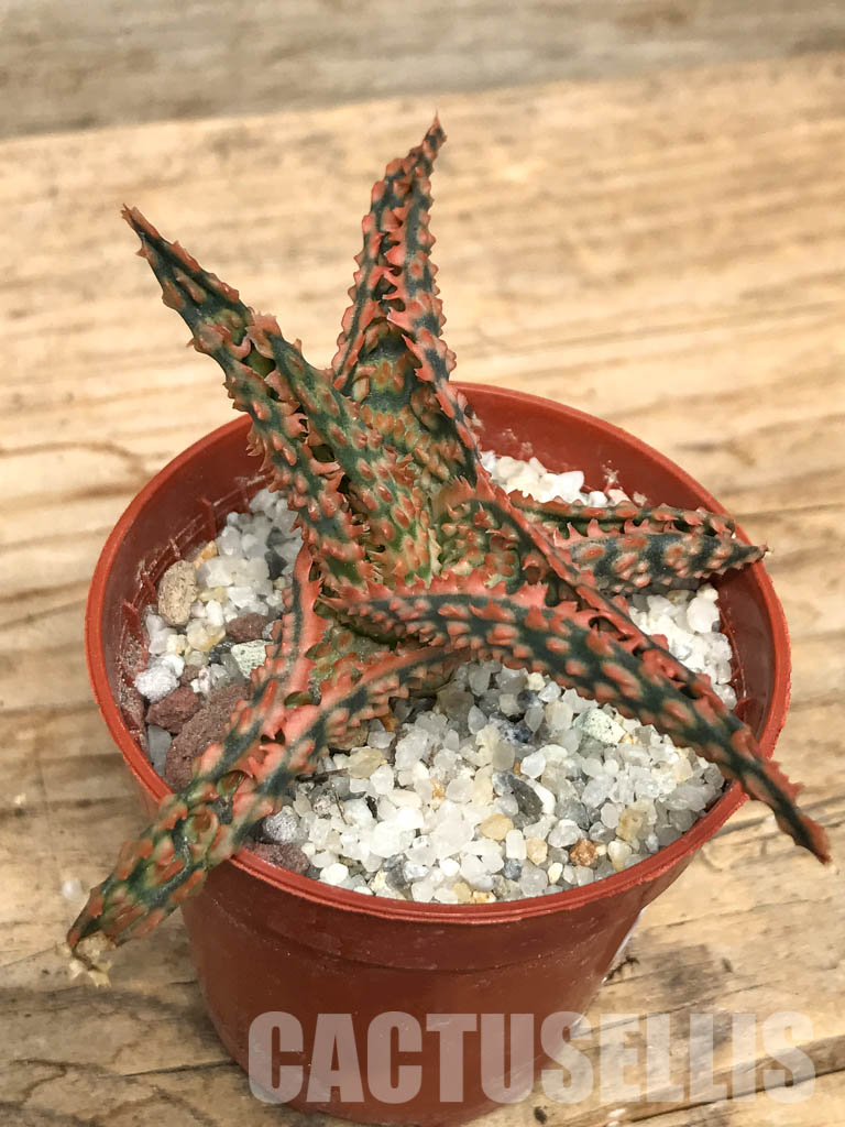 SHPR6268 Aloe hybrid 10 - Image 2