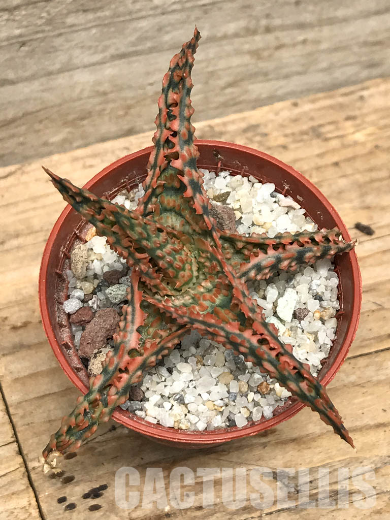 SHPR6268 Aloe hybrid 10 - Image 3