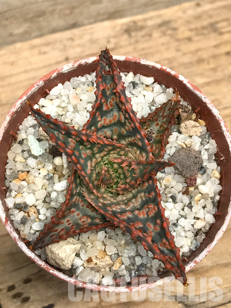 SHPR6268 Aloe hybrid 10 - Image 4