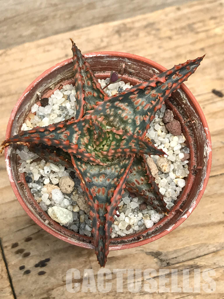 SHPR6268 Aloe hybrid 10 - Image 5