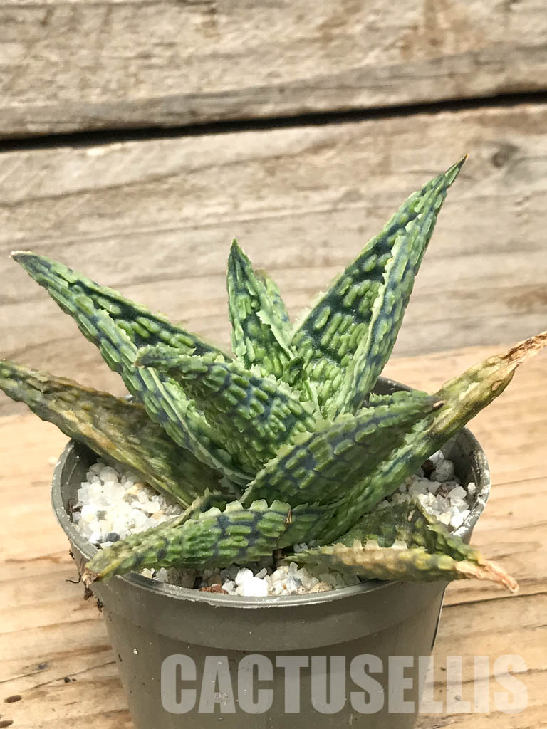 SHPR6270 Aloe hybrid 7 - Obrázek 2