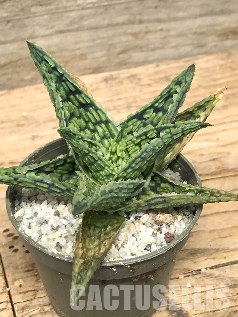SHPR6270 Aloe hybrid 7 - Obrázek 3