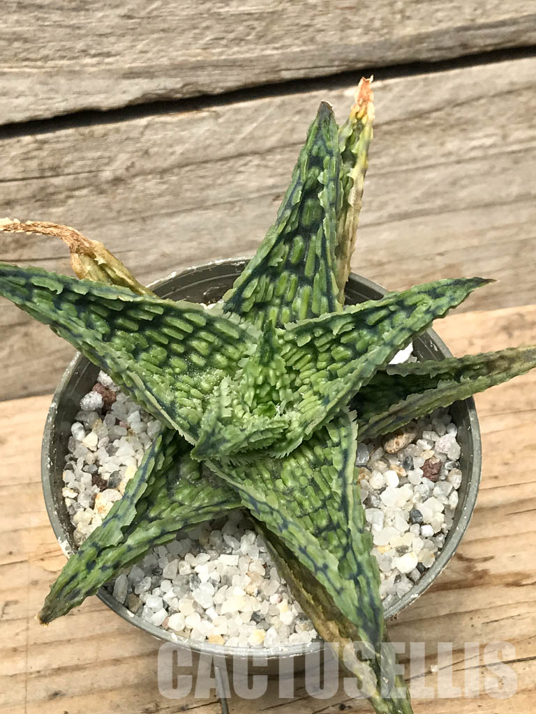 SHPR6270 Aloe hybrid 7