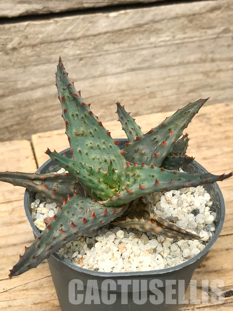 SHPR6271 Aloe hybrid 37 - Obrázek 3