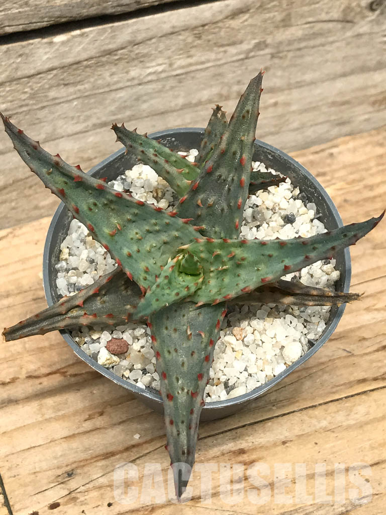 SHPR6271 Aloe hybrid 37 - Obrázek 4