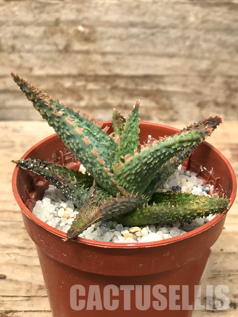 SHPR6277 Aloe hybrid CV 2 - immagine 2
