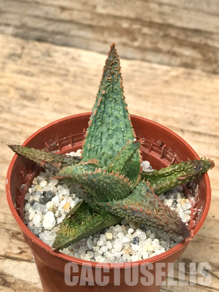 SHPR6277 Aloe hybrid CV 2 - immagine 3