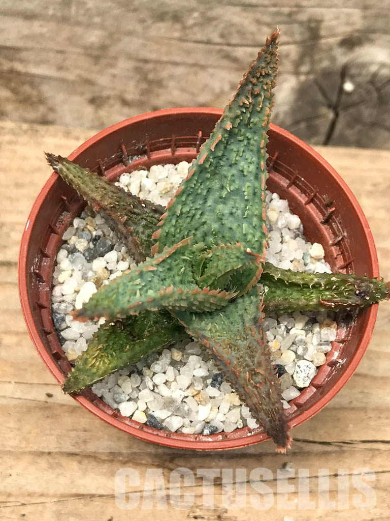 SHPR6277 Aloe hybrid CV 2 - immagine 4