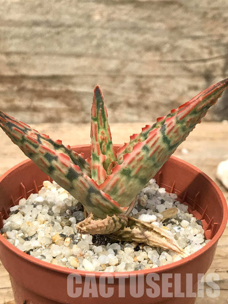 SHPR6284 Aloe hybrid - immagine 2