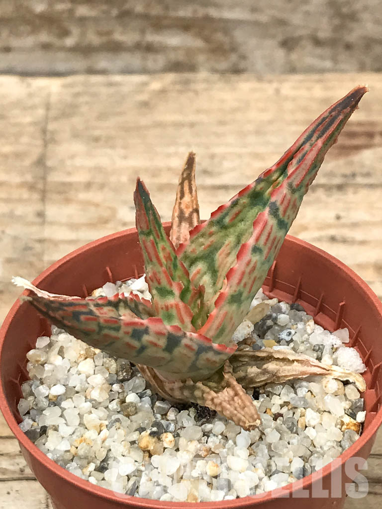 SHPR6284 Aloe hybrid