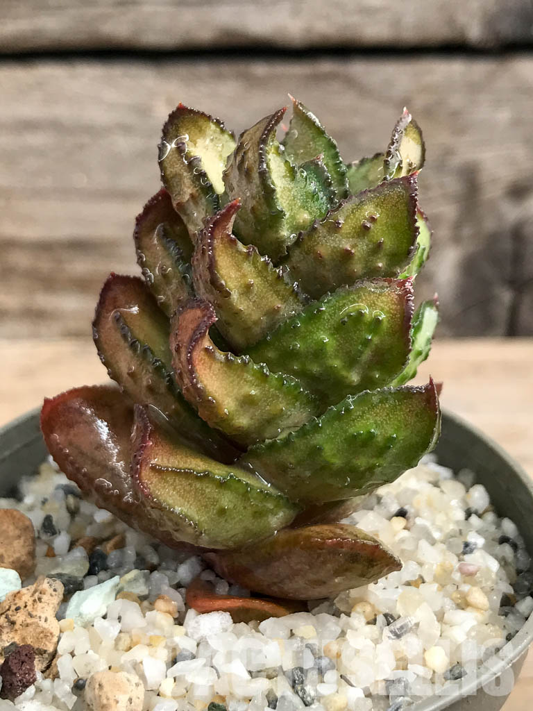 SHPR6287 Astroloba bullulata, seedlings, Matjiesfontein, Cape Prov., South Africa