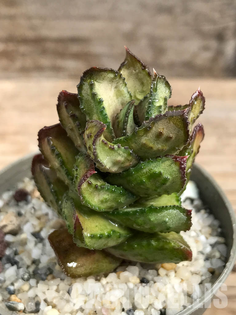 SHPR6287 Astroloba bullulata, seedlings, Matjiesfontein, Cape Prov., South Africa - Image 3