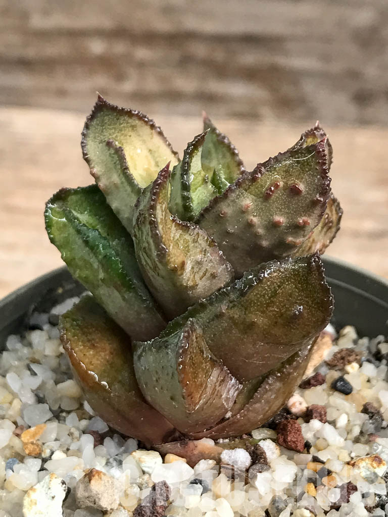 SHPR6287 Astroloba bullulata, seedlings, Matjiesfontein, Cape Prov., South Africa - Image 6