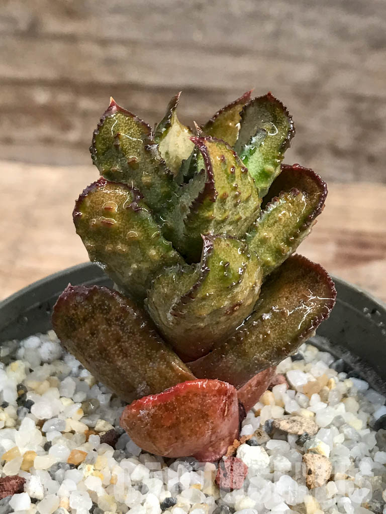 SHPR6287 Astroloba bullulata, seedlings, Matjiesfontein, Cape Prov., South Africa - Image 7