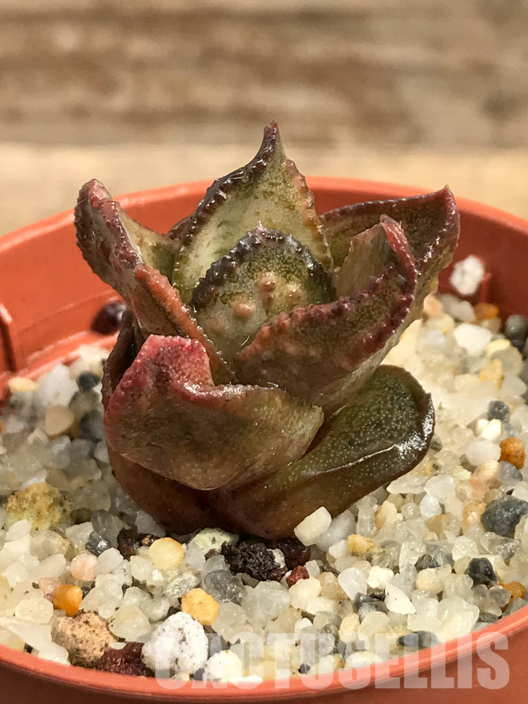 SHPR6289 Astroloba bullulata, seedlings, Matjiesfontein, Cape Prov., South Africa - Image 2