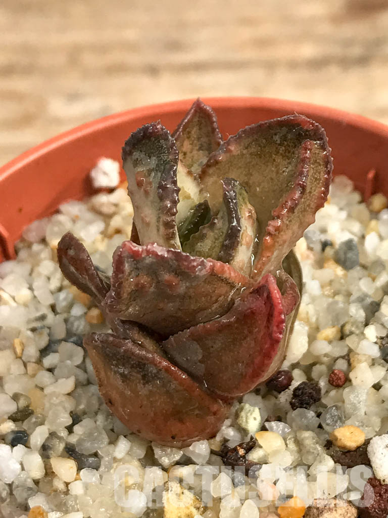 SHPR6289 Astroloba bullulata, seedlings, Matjiesfontein, Cape Prov., South Africa - Image 3