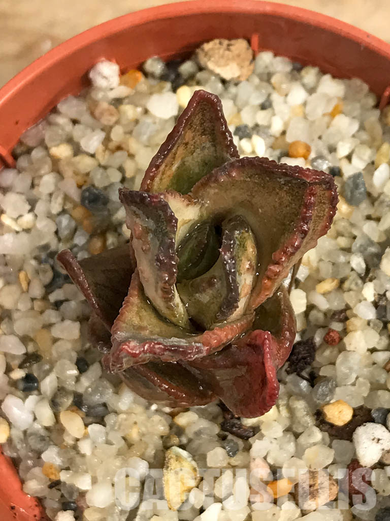 SHPR6289 Astroloba bullulata, seedlings, Matjiesfontein, Cape Prov., South Africa - Image 4