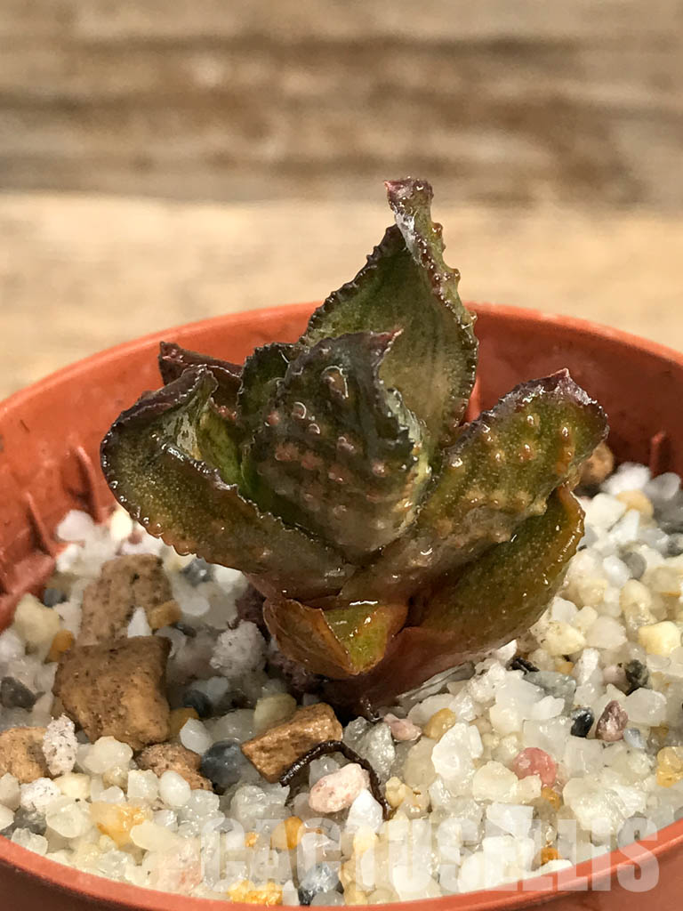 SHPR6289 Astroloba bullulata, seedlings, Matjiesfontein, Cape Prov., South Africa - Image 5