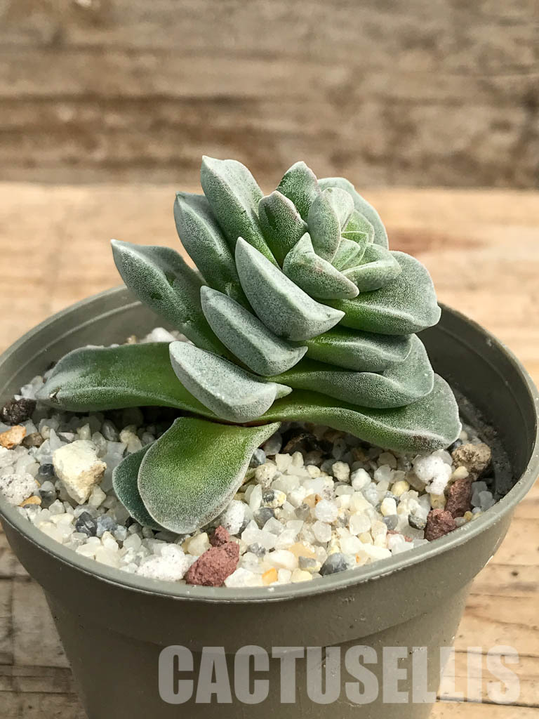 SHPR6291 Crassula falcata cv. Morgan's Beauty