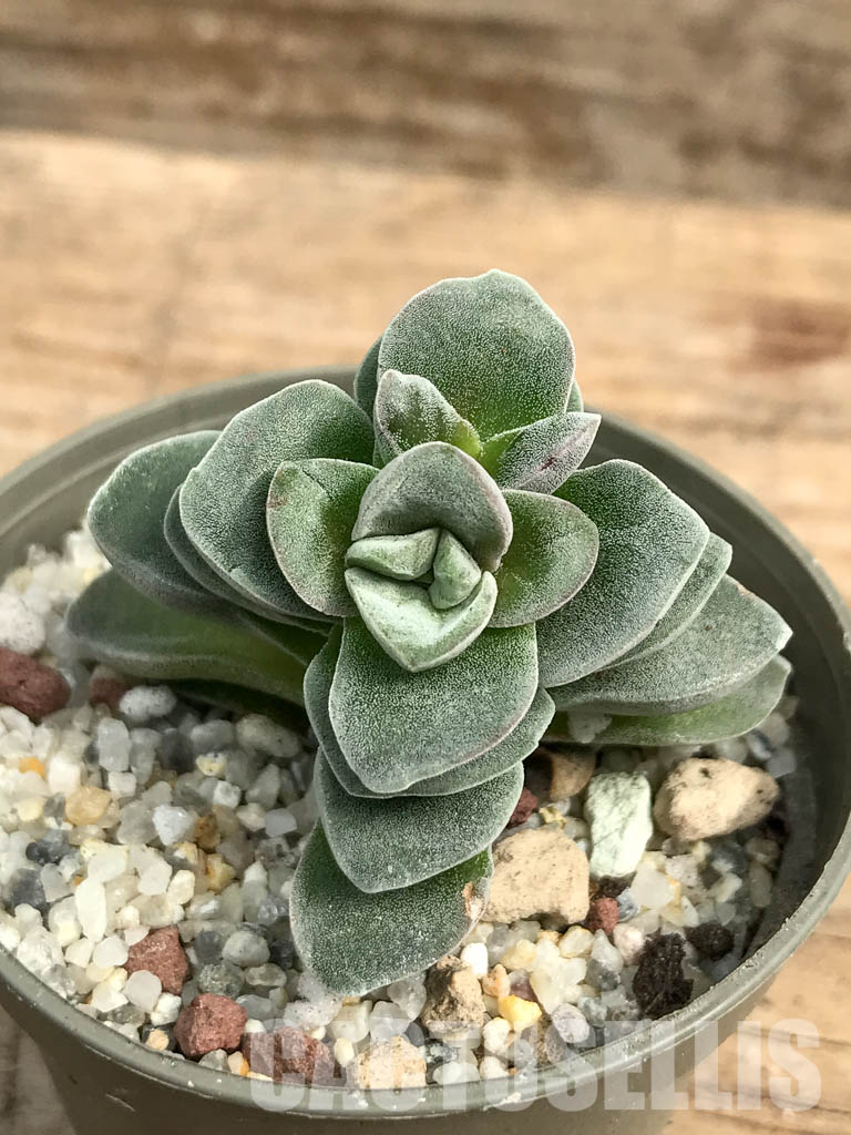 SHPR6291 Crassula falcata cv. Morgan's Beauty - Image 2