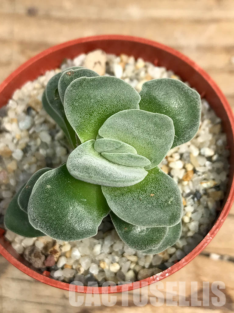 SHPR6291 Crassula falcata cv. Morgan's Beauty - Image 4