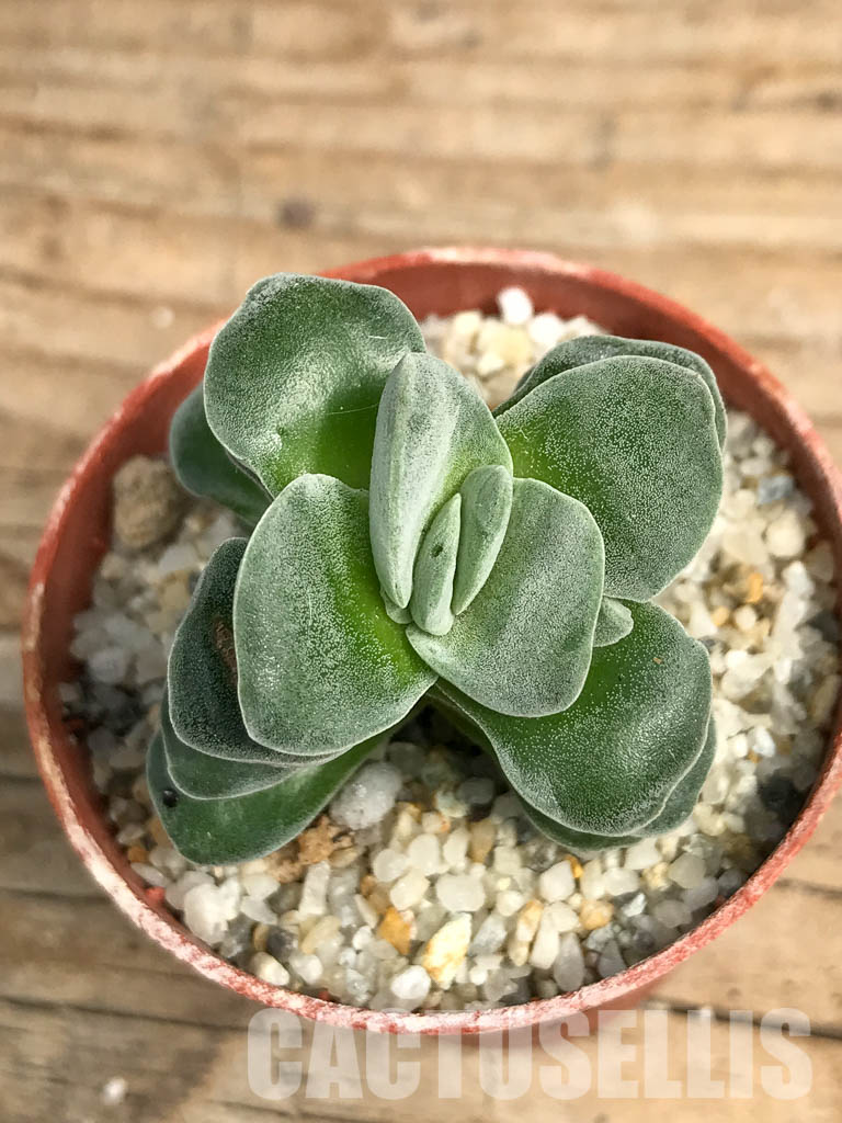 SHPR6291 Crassula falcata cv. Morgan's Beauty - Image 5