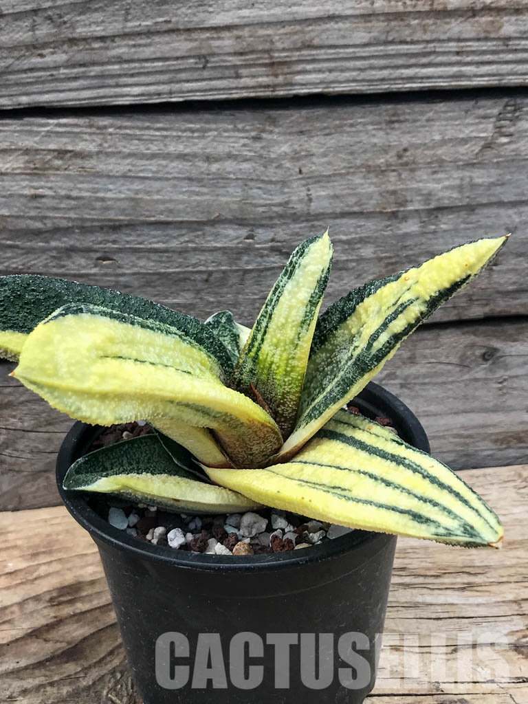 SHPR6298 Gasteria batesiana f. variegata, yellow - Image 2