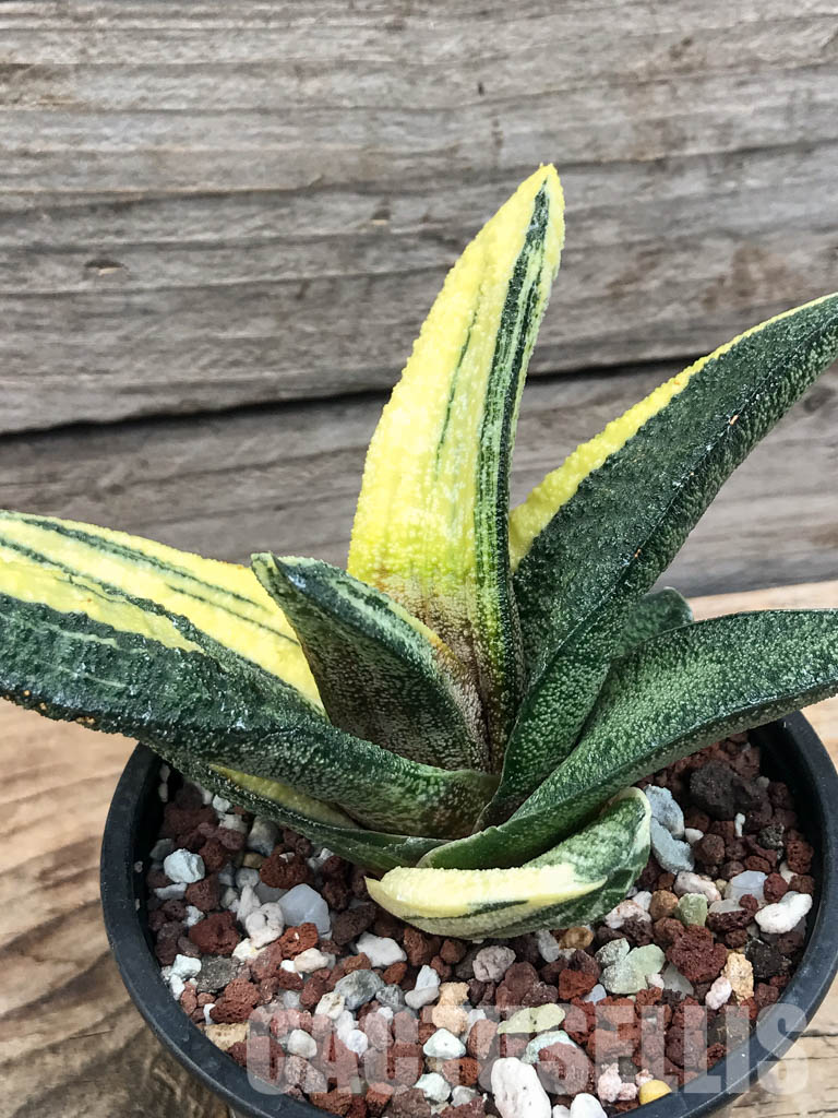 SHPR6298 Gasteria batesiana f. variegata, yellow - Image 3