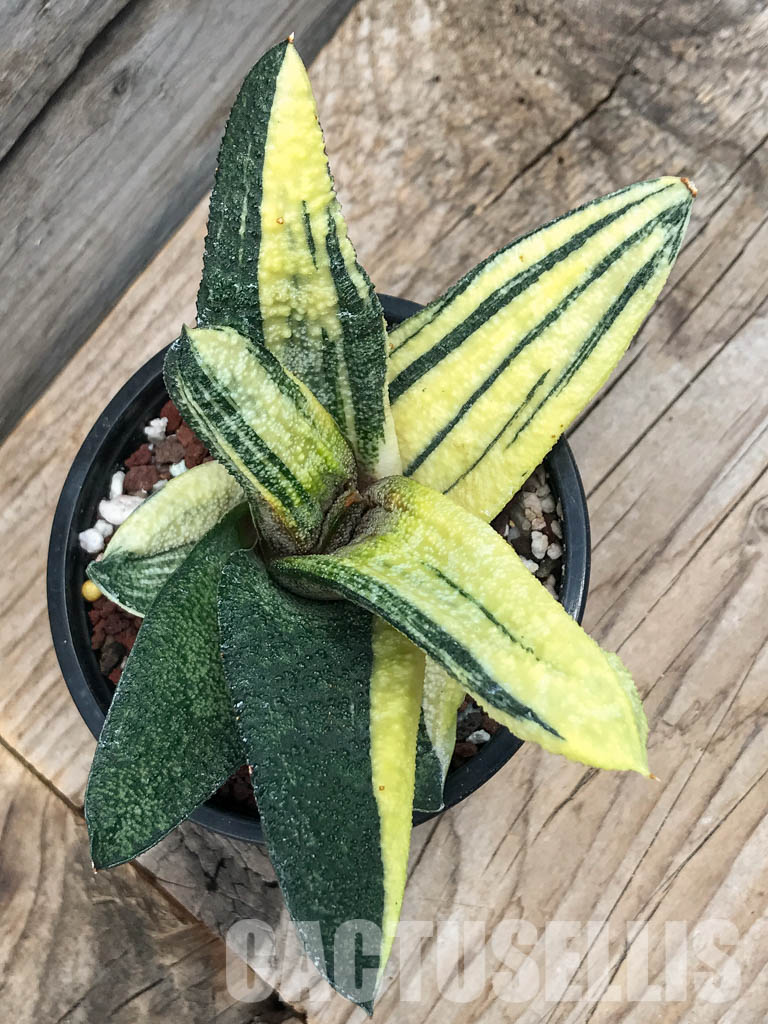 SHPR6298 Gasteria batesiana f. variegata, yellow - Image 4
