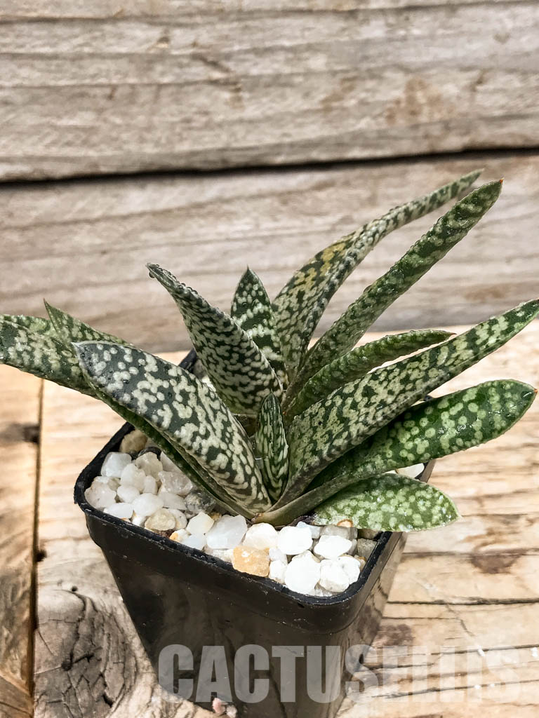 SHPR6300 Gasteria carinata cv. Snow Storm - Obrázek 2