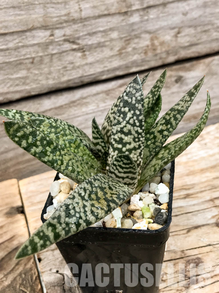 SHPR6300 Gasteria carinata cv. Snow Storm - Obrázek 3