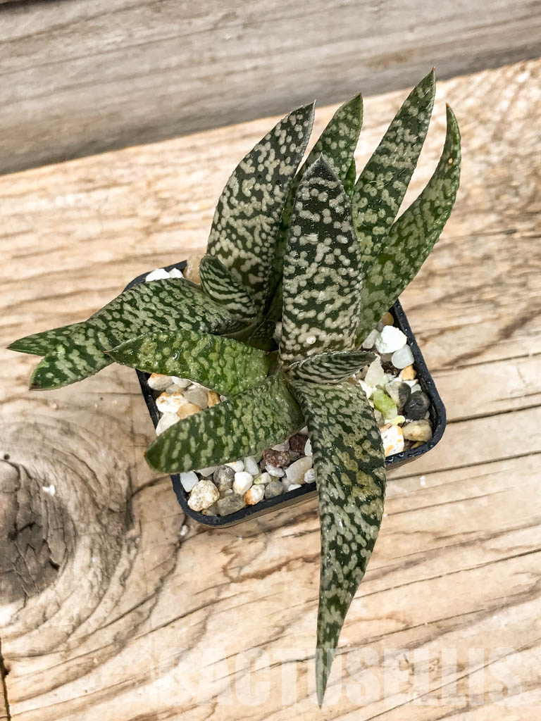 SHPR6300 Gasteria carinata cv. Snow Storm - Obrázek 4