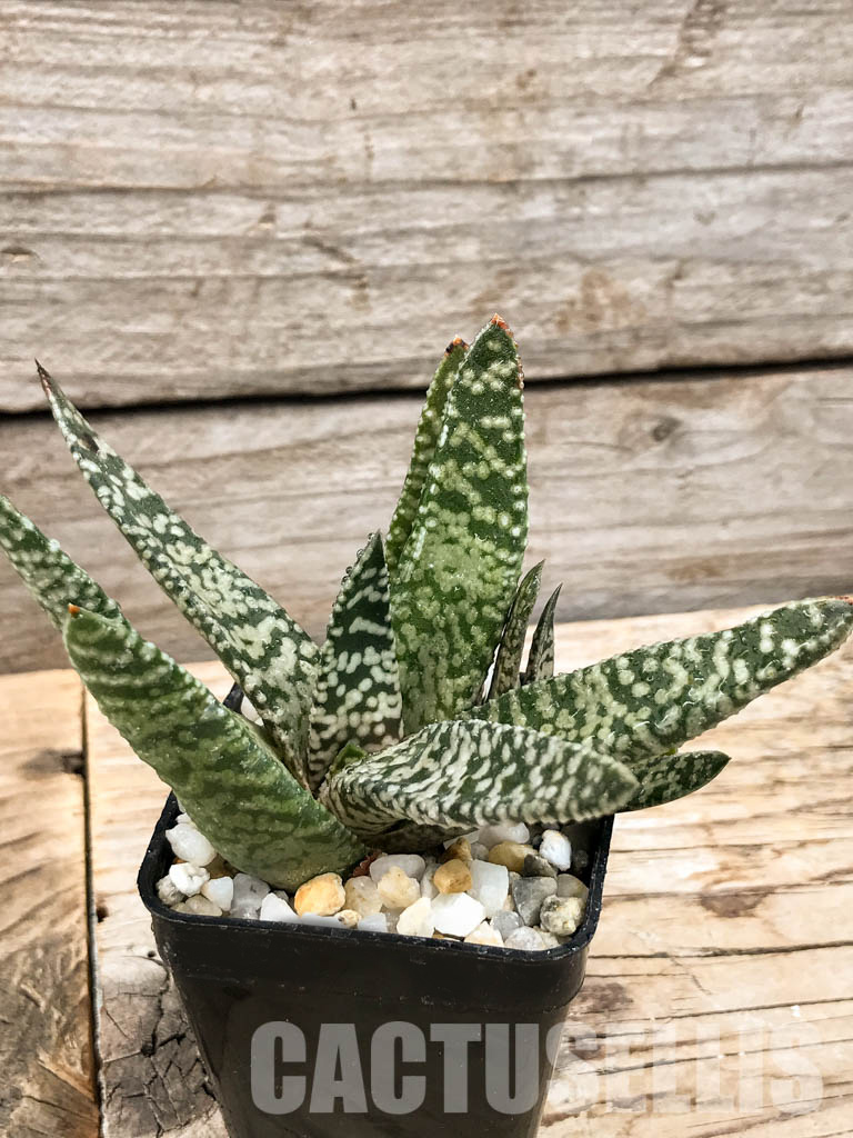 SHPR6300 Gasteria carinata cv. Snow Storm - Obrázek 5