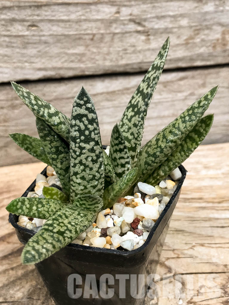 SHPR6300 Gasteria carinata cv. Snow Storm - Obrázek 6