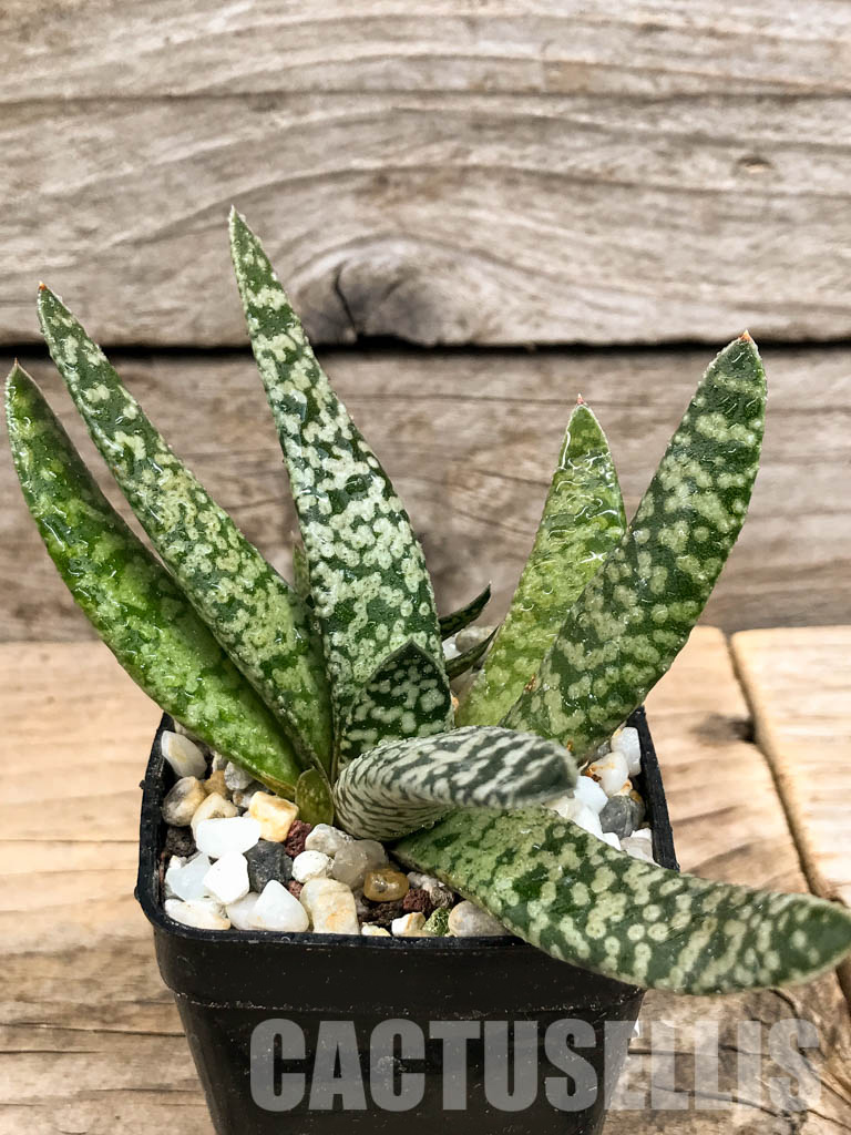 SHPR6300 Gasteria carinata cv. Snow Storm - Obrázek 7