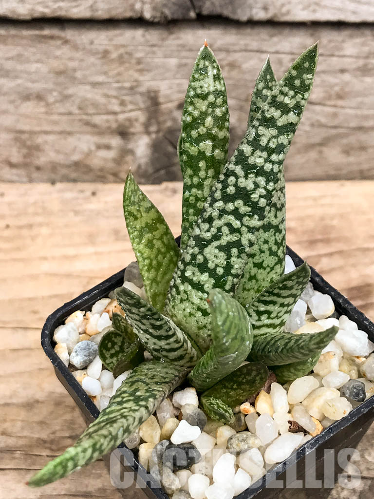 SHPR6300 Gasteria carinata cv. Snow Storm - Obrázek 8