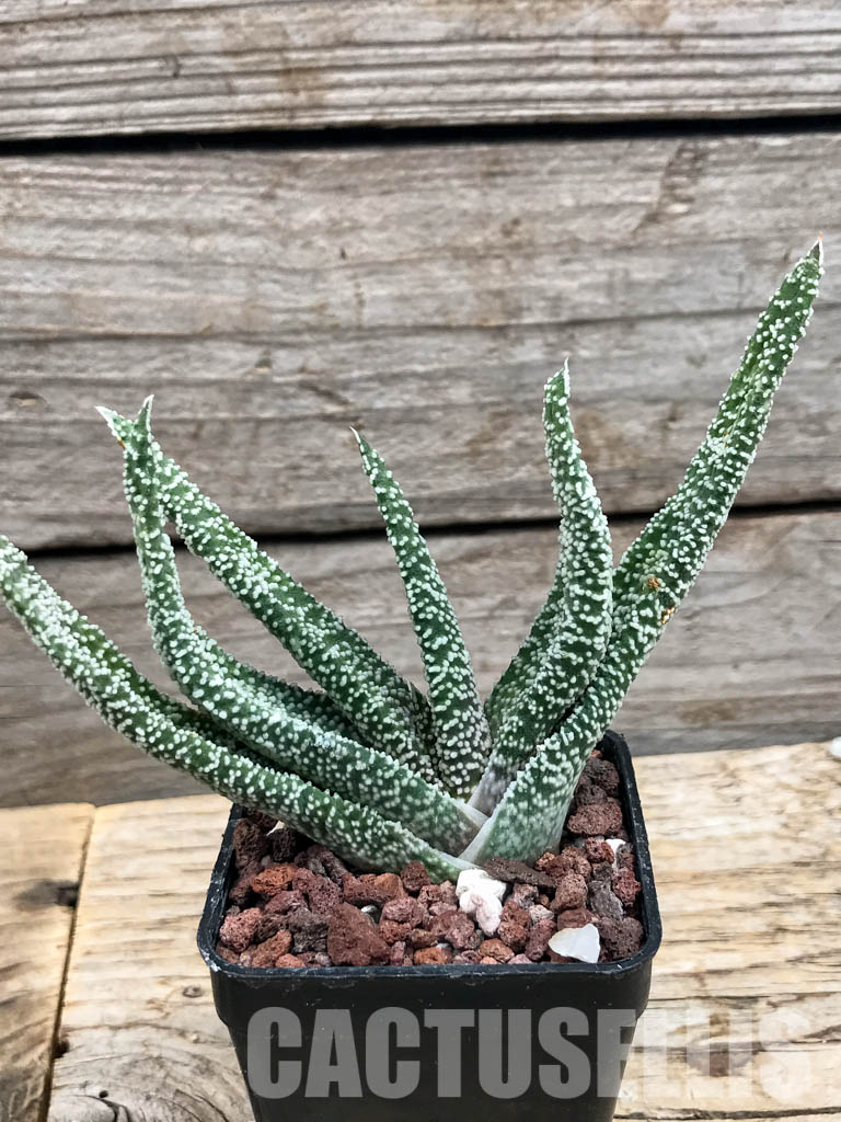 SHPR6301 Gasteria verrucosa - Obrázek 2