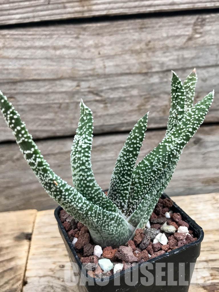 SHPR6301 Gasteria verrucosa - Obrázek 3