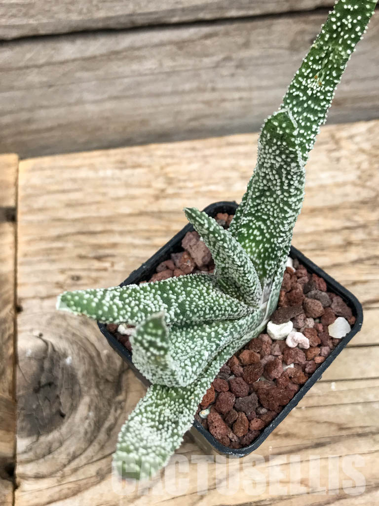 SHPR6301 Gasteria verrucosa