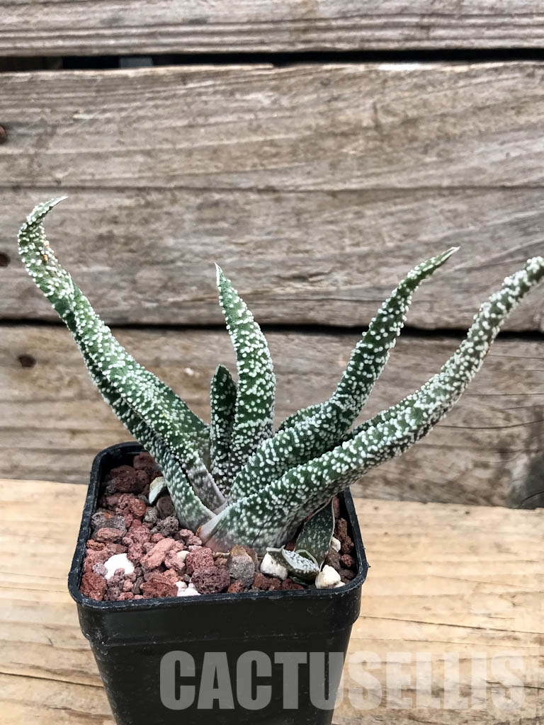 SHPR6301 Gasteria verrucosa - Obrázek 5