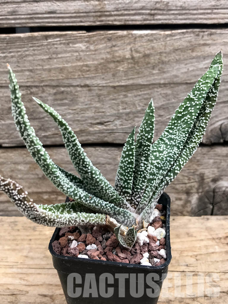 SHPR6301 Gasteria verrucosa - Obrázek 6