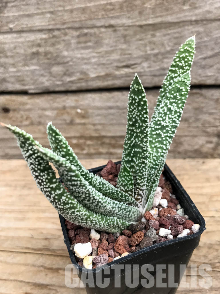 SHPR6301 Gasteria verrucosa - Obrázek 7