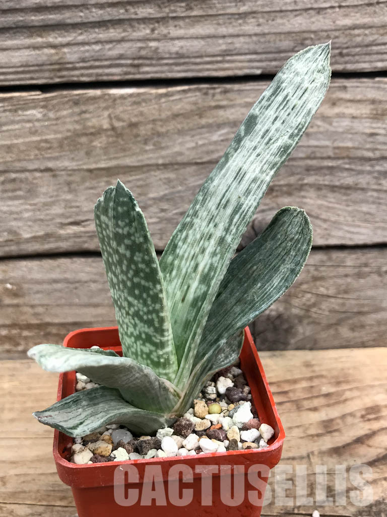 SHPR6302 Gasteria disticha variegated - Obrázek 2