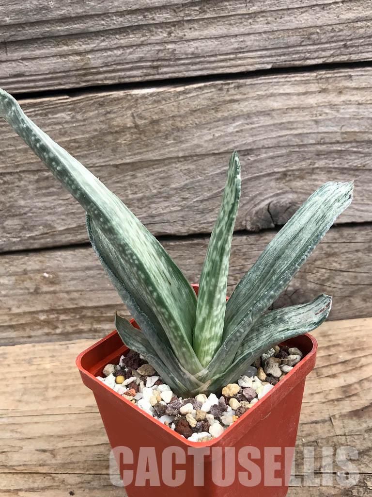 SHPR6302 Gasteria disticha variegated - Obrázek 3