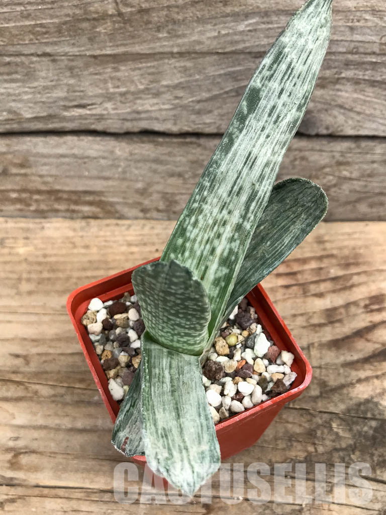 SHPR6302 Gasteria disticha variegated - Obrázek 4
