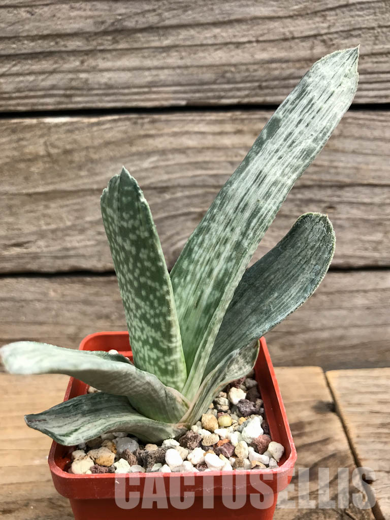SHPR6302 Gasteria disticha variegated - Obrázek 5